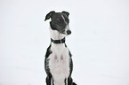 Galgo Espanol Portrait