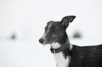 Galgo Espanol Portrait