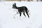 running Galgo Espanol