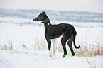 Galgo Espanol