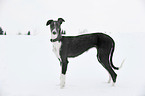 Galgo Espanol