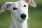 Galgo Espanol Portrait