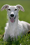 Galgo Espanol