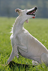 Galgo Espanol