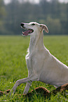 Galgo Espanol