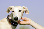 Galgo Espanol Portrait