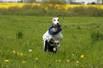 running Galgo Espanol