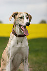 Galgo Espanol Portrait