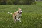 running Galgo Espanol