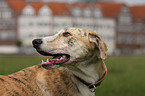 Galgo Espanol Portrait