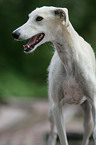 Galgo Espanol Portrait