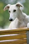 Galgo Espanol Portrait