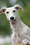 Galgo Espanol Portrait