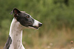 Galgo Espanol Portrait