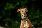 Galgo Espanol Portrait