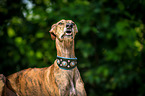 Galgo Espanol Portrait