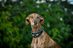 Galgo Espanol Portrait