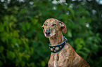 Galgo Espanol Portrait