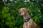 Galgo Espanol Portrait