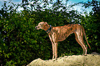 Galgo Espanol