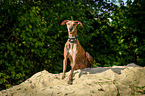 sitting Galgo Espanol