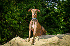 sitting Galgo Espanol