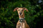 Galgo Espanol Portrait