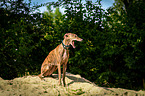 sitting Galgo Espanol