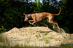 jumping Galgo Espanol