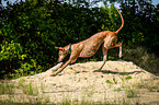 running Galgo Espanol