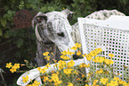 Galgo Espanol Portrait