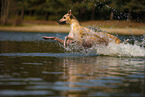 Galgo Espanol running through the water