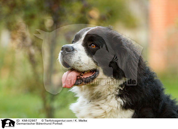 Germanischer Brenhund Portrait / Germanischer Brenhund Portrait / KMI-02867