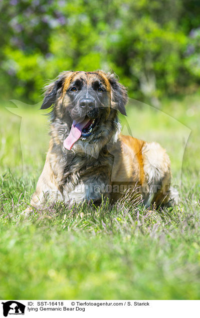 liegender Germanischer Brenhund / lying Germanic Bear Dog / SST-16418