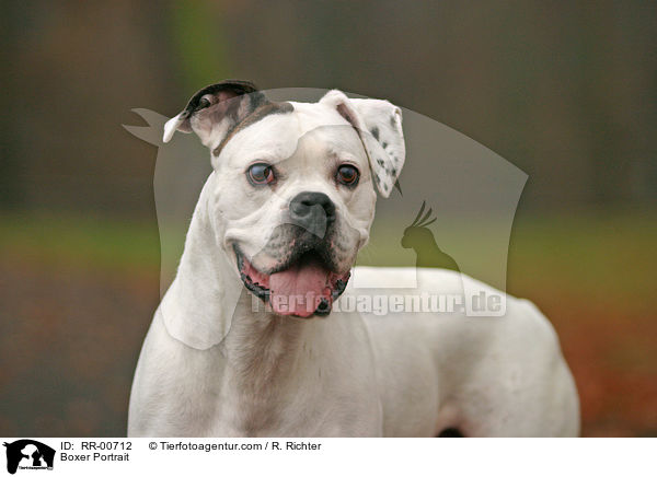 Deutscher Boxer Portrait / Boxer Portrait / RR-00712