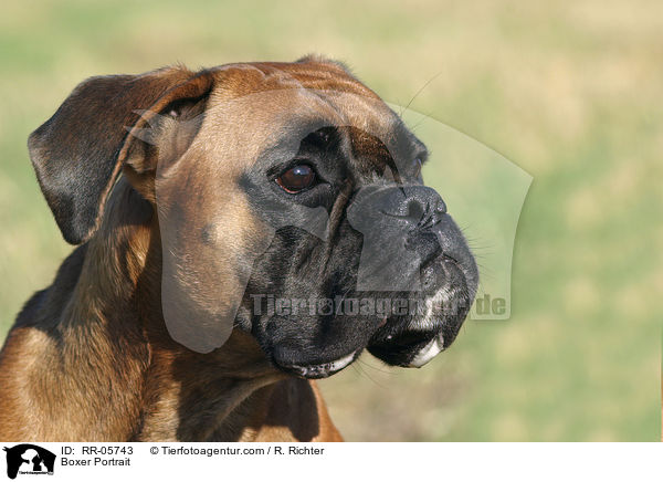 Deutscher Boxer Portrait / Boxer Portrait / RR-05743