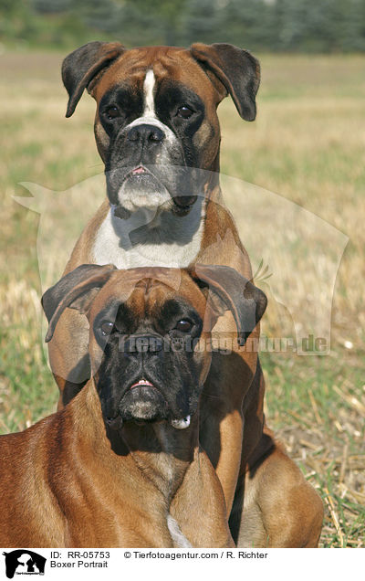 Deutscher Boxer Portrait / Boxer Portrait / RR-05753