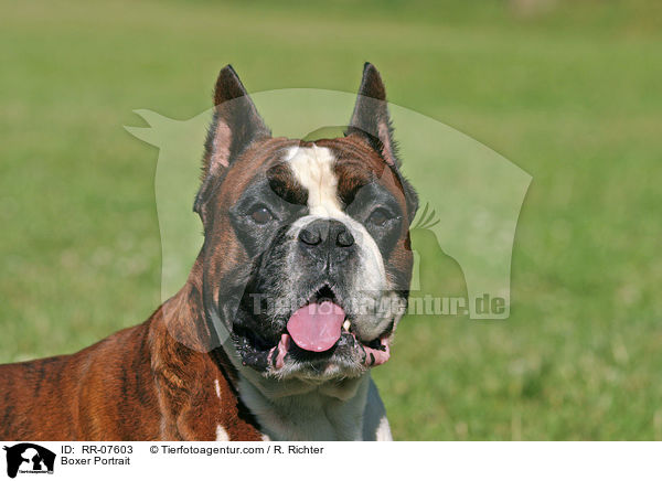 Boxer Portrait / Boxer Portrait / RR-07603