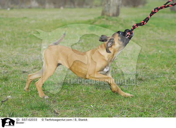 Deutscher Boxer / Boxer / SST-02033