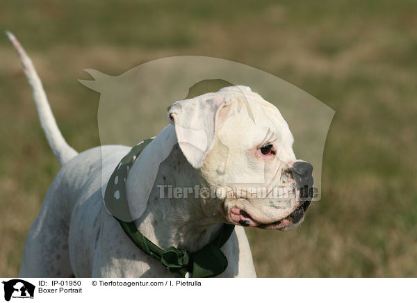 Boxer Portrait / Boxer Portrait / IP-01950