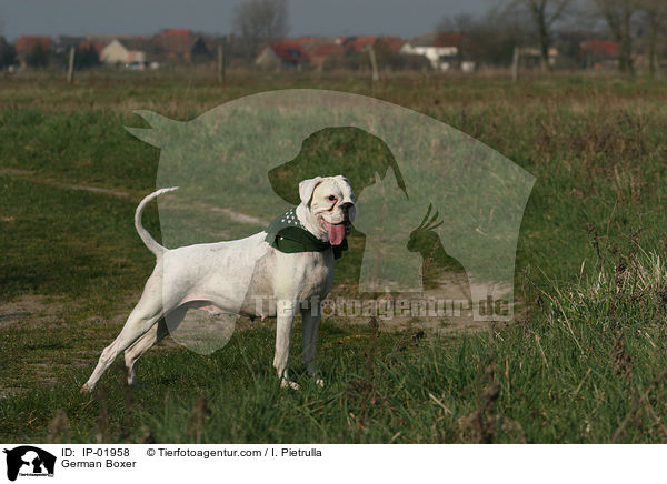 Deutscher Boxer / German Boxer / IP-01958