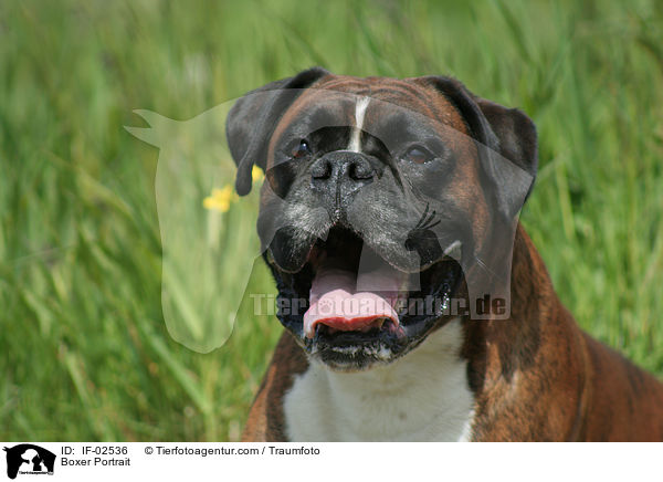 Boxer Portrait / Boxer Portrait / IF-02536