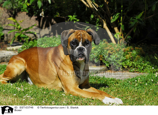 Deutscher Boxer / Boxer / SST-03746