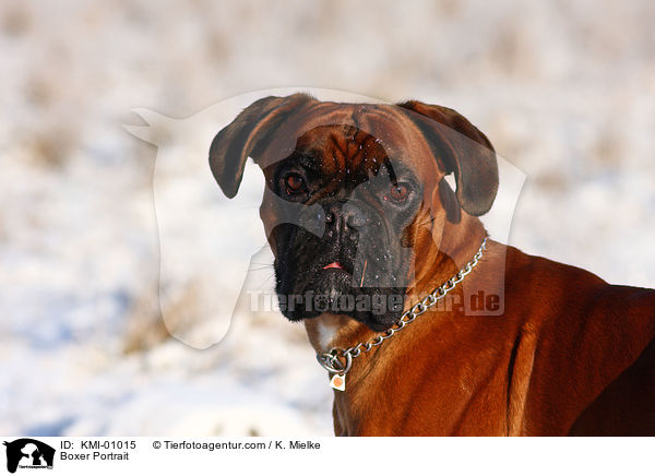 Boxer Portrait / Boxer Portrait / KMI-01015