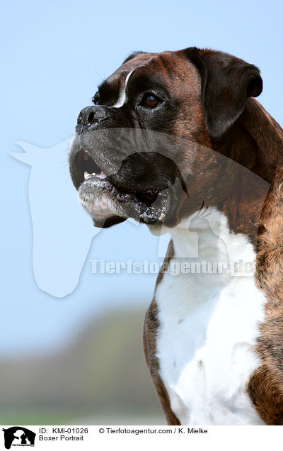 Boxer Portrait / Boxer Portrait / KMI-01026