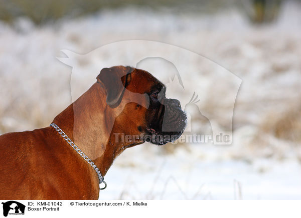 Boxer Portrait / Boxer Portrait / KMI-01042