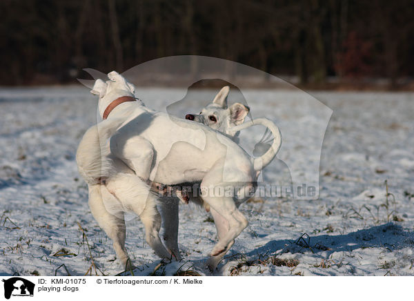 spielende Hunde / playing dogs / KMI-01075