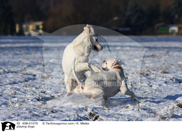 spielende Hunde / playing dogs / KMI-01078