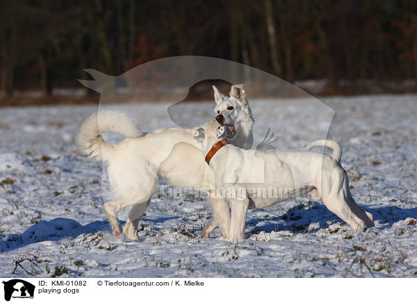 spielende Hunde / playing dogs / KMI-01082