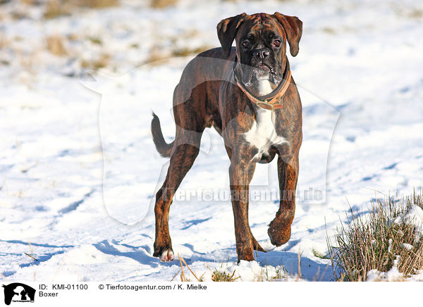 Deutscher Boxer / Boxer / KMI-01100